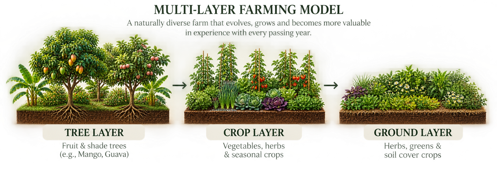 Multi-layer farming model showing tree, crop and ground layers